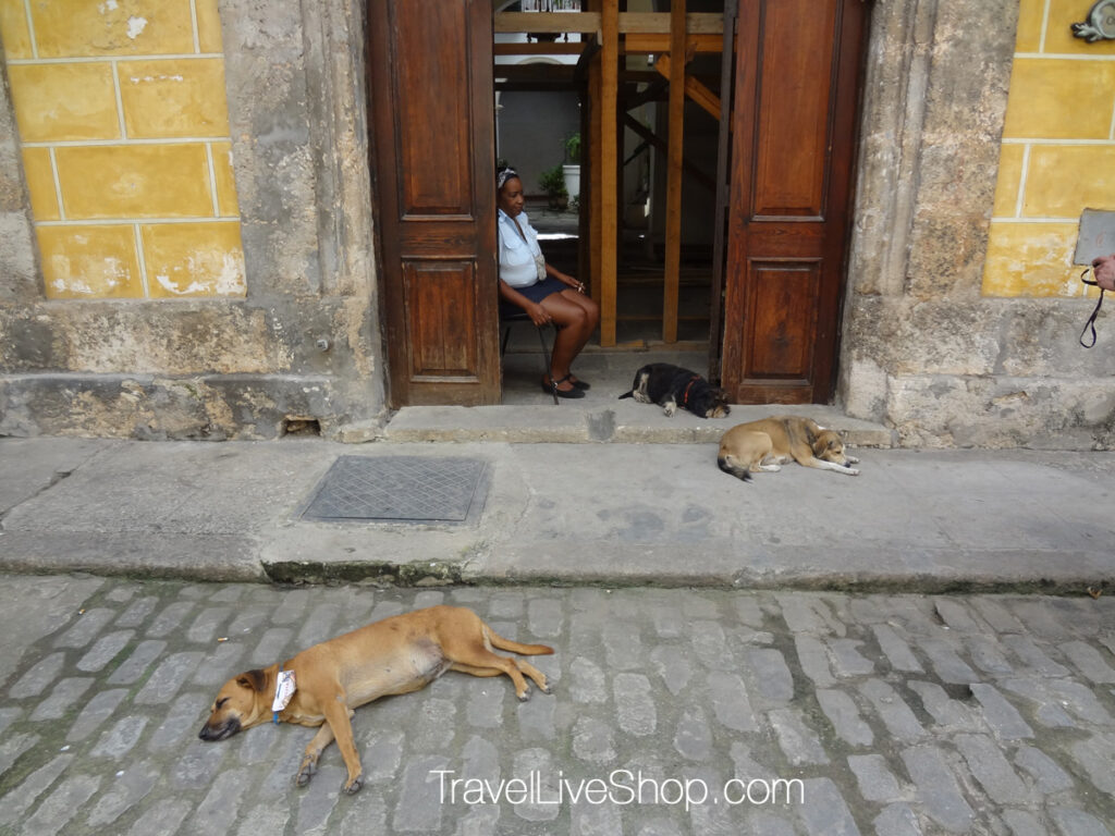 ANTIPLANT Humane Society Havana Cuba